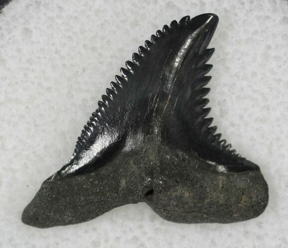 Hemipristis Shark Tooth Fossil - Florida #21326